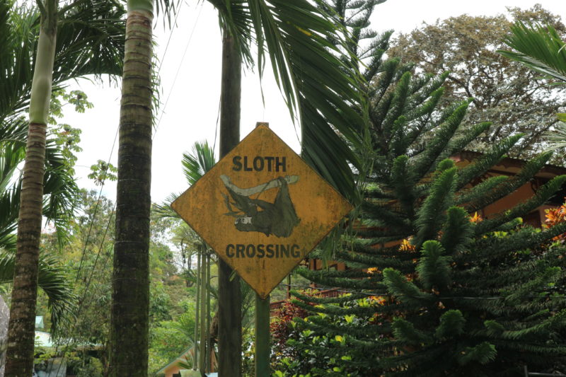 Sloth Sanctuary in Costa Rica