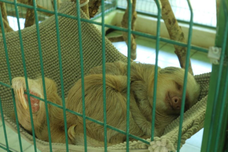 Sloth Sanctuary in Costa Rica