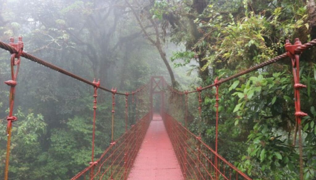 cloud forest 18 @WorldCalling4Me