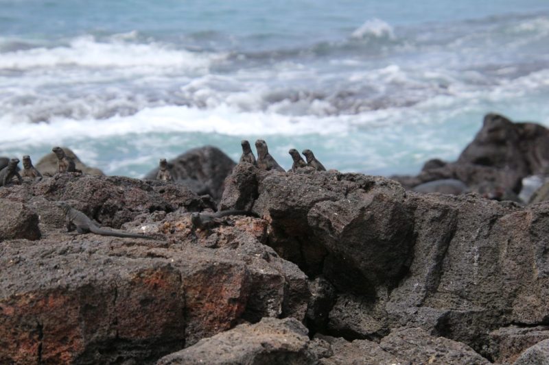 Kostenaufstellung für 10 Tage auf Galapagos