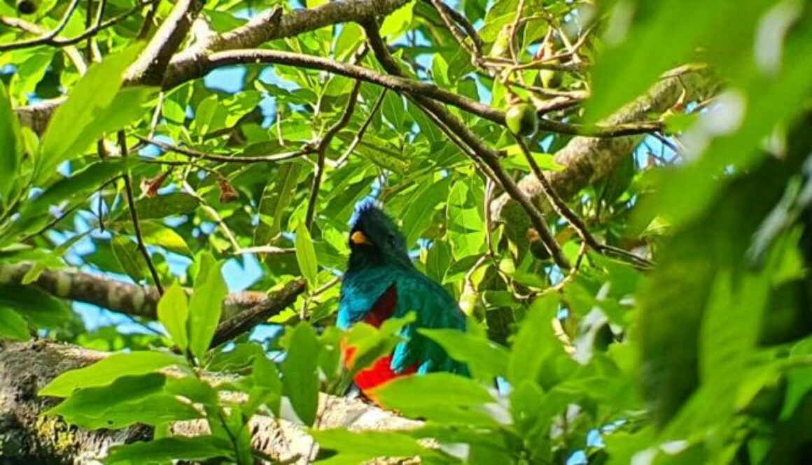 Quetzal Santiago Atitlan31