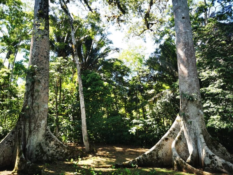 Mayaruine Caracol in Belize