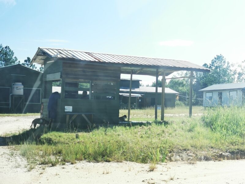 Mayaruine Caracol in Belize