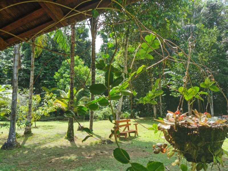 Atta Rainforest Lodge in Iwokrama