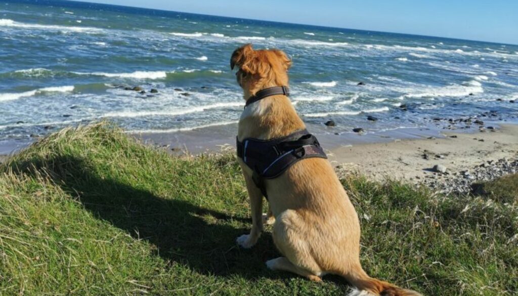 Color Line von Hirtshals nach Kristiansand mit Hund