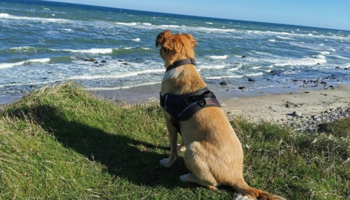 Color Line von Hirtshals nach Kristiansand mit Hund