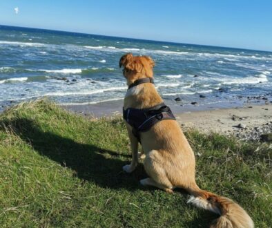 Color Line von Hirtshals nach Kristiansand mit Hund