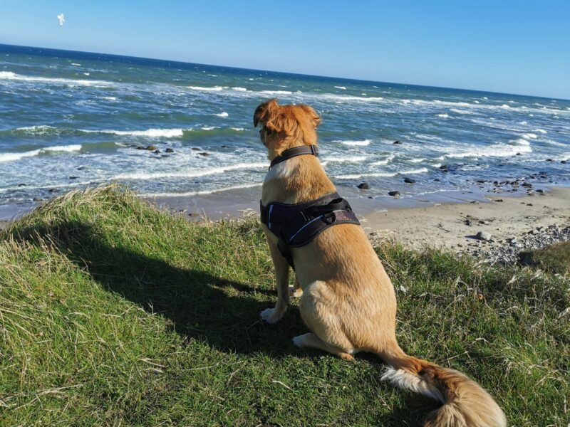 Color Line von Hirtshals nach Kristiansand mit Hund