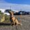 Hund nach Schweden mit der Fähre – TT Line ab Travemünde