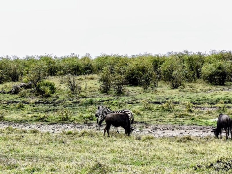 Krüger-Nationalpark Safari