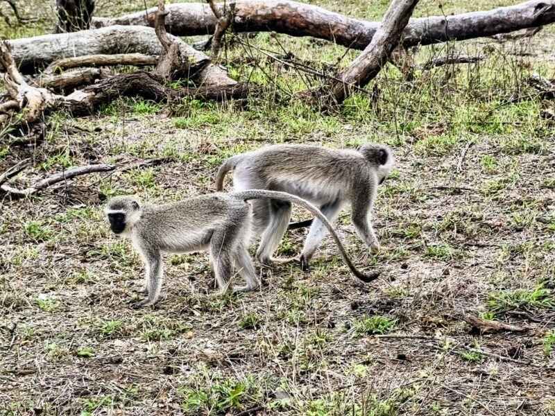 Krüger-Nationalpark Safari