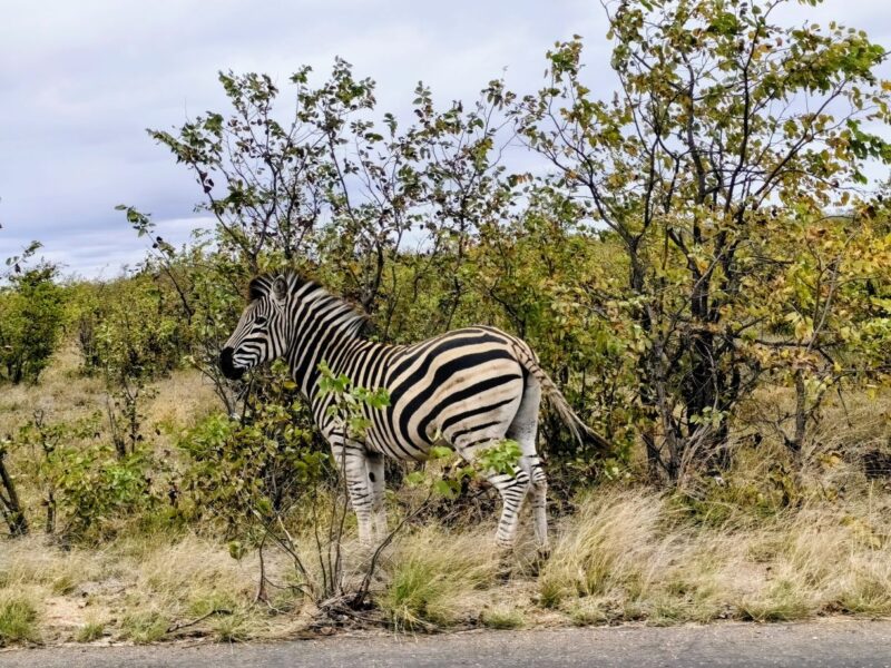 Krüger-Nationalpark Safari