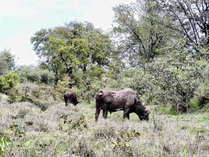 Krüger-Nationalpark Safari