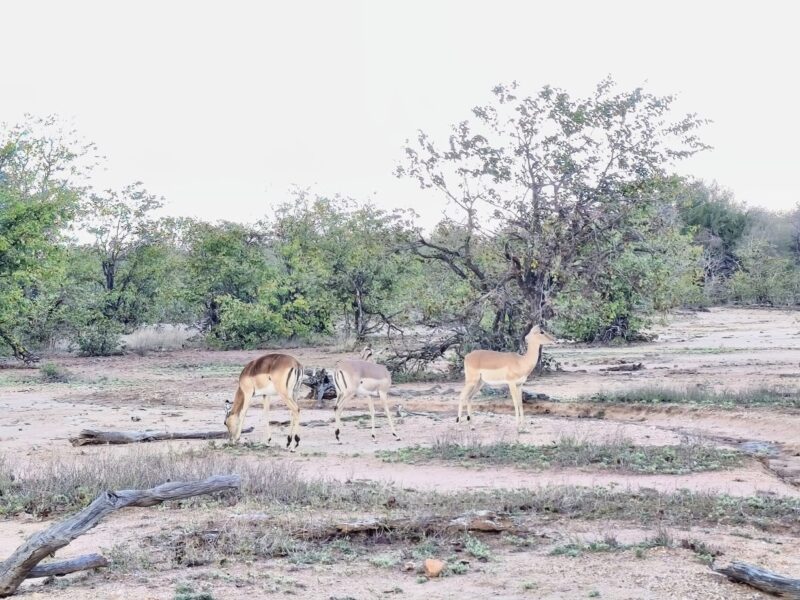 Krüger-Nationalpark Safari