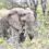 Krüger Nationalpark – fünf Tage auf Safari in Südafrika
