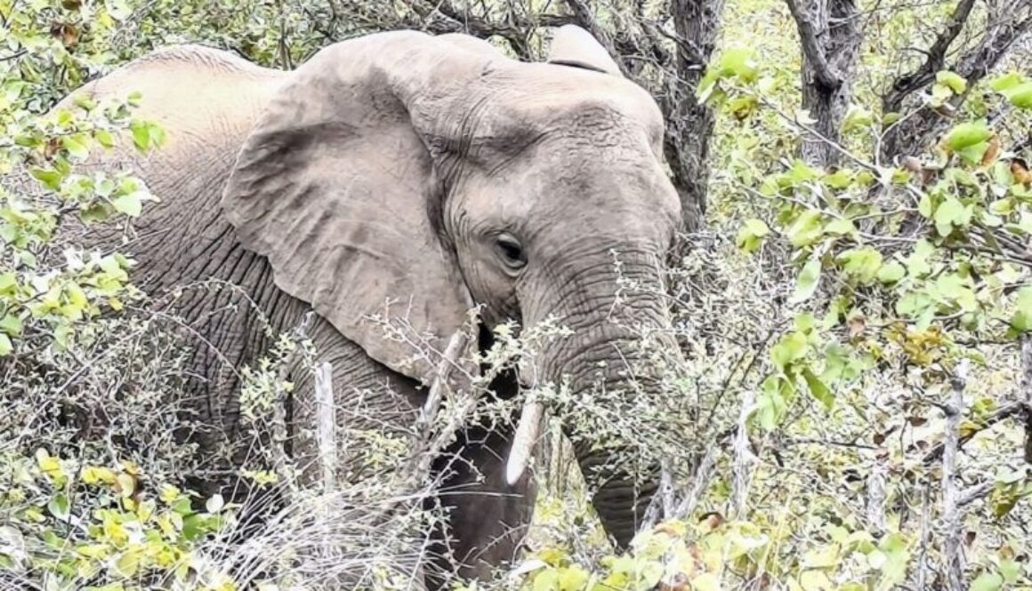 Krüger-Nationalpark Safari