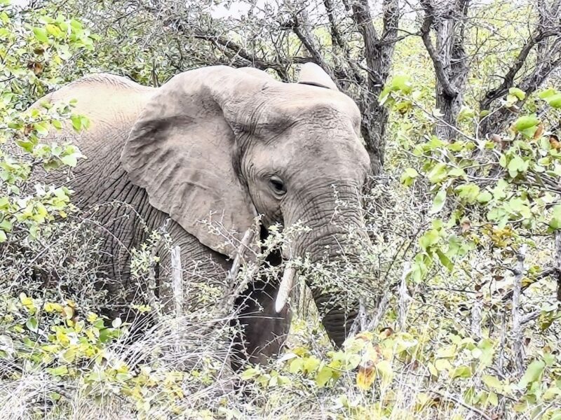 Krüger-Nationalpark Safari