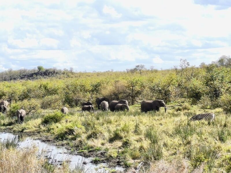 Krüger-Nationalpark Safari